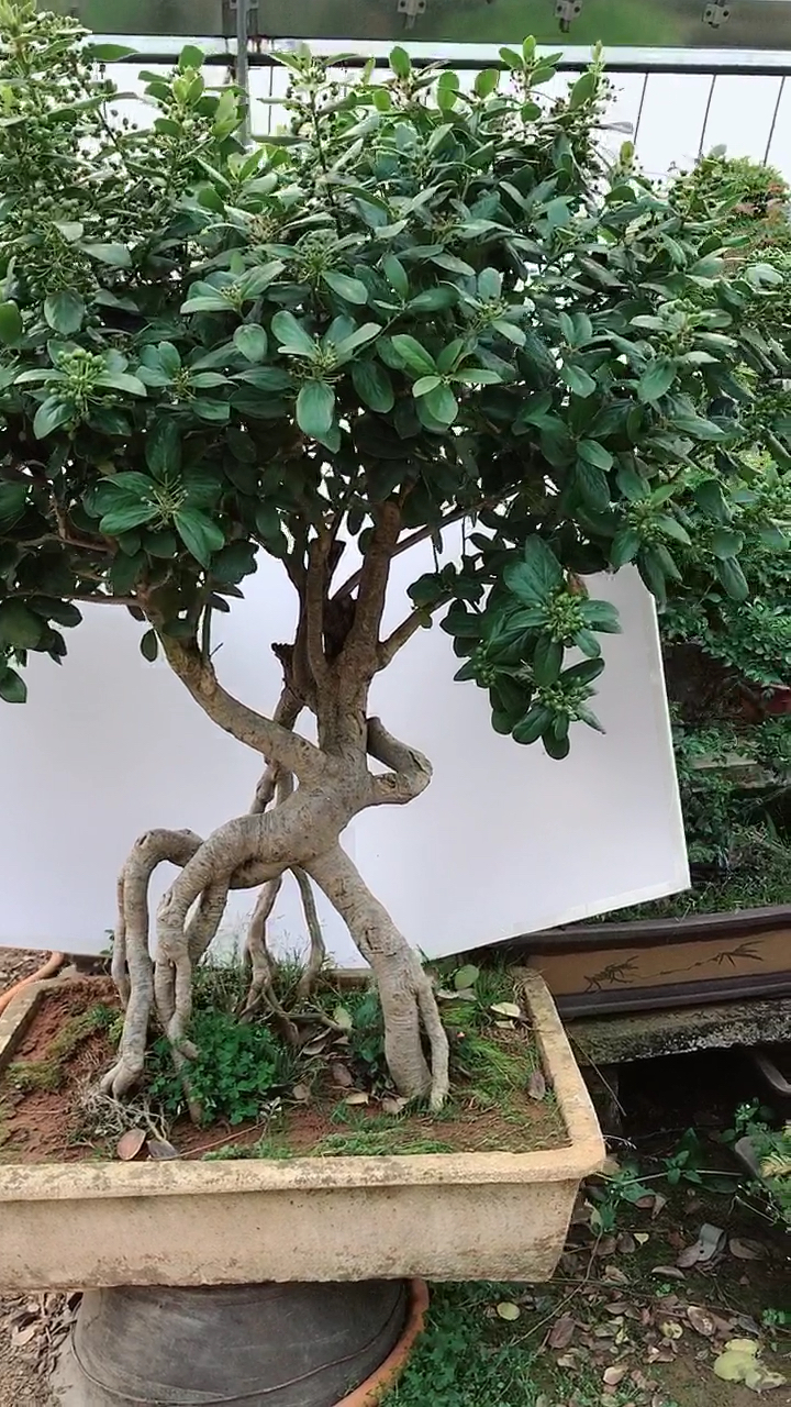 最适合庭院摆放的盆景