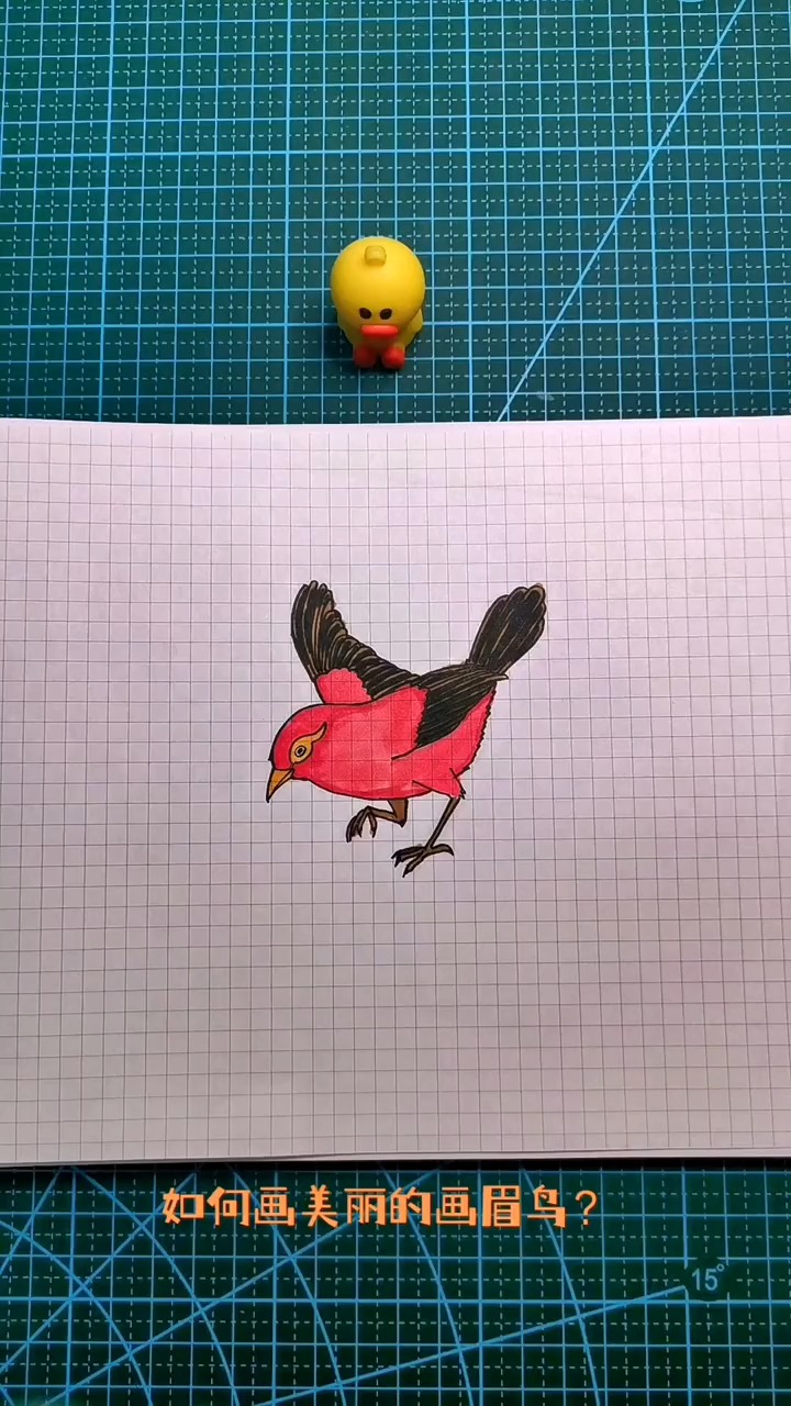 轻知计划#一只漂亮的画眉鸟.#绘画