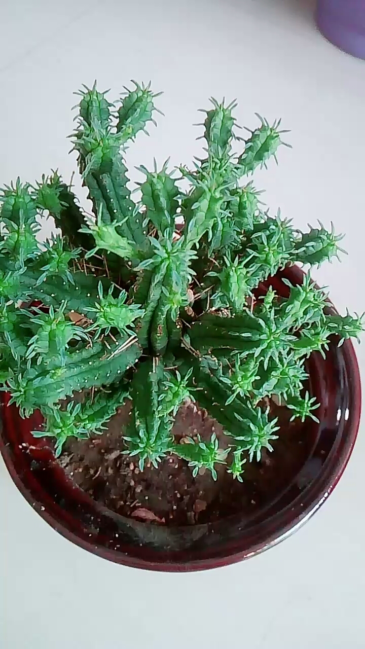 火麒麟越来越漂亮