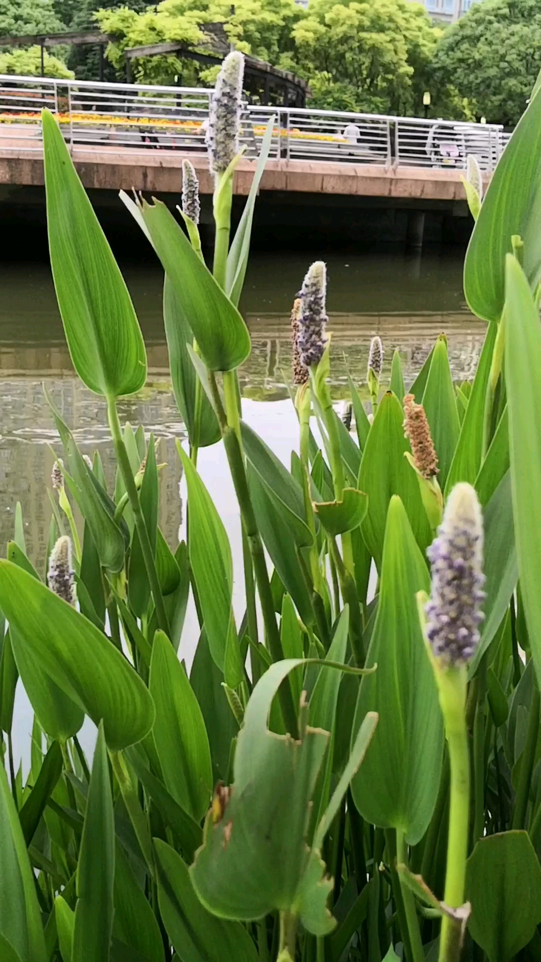#好物推荐#水边的植物,开的花毛茸茸的