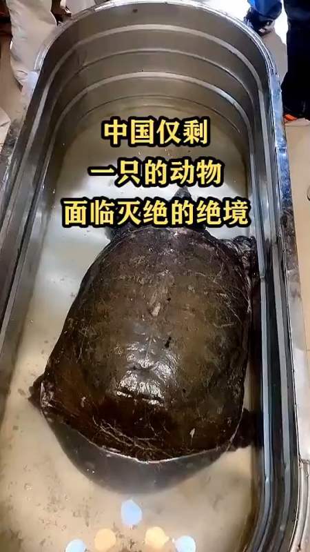 中國上僅剩一隻的動物面臨滅絕的絕境