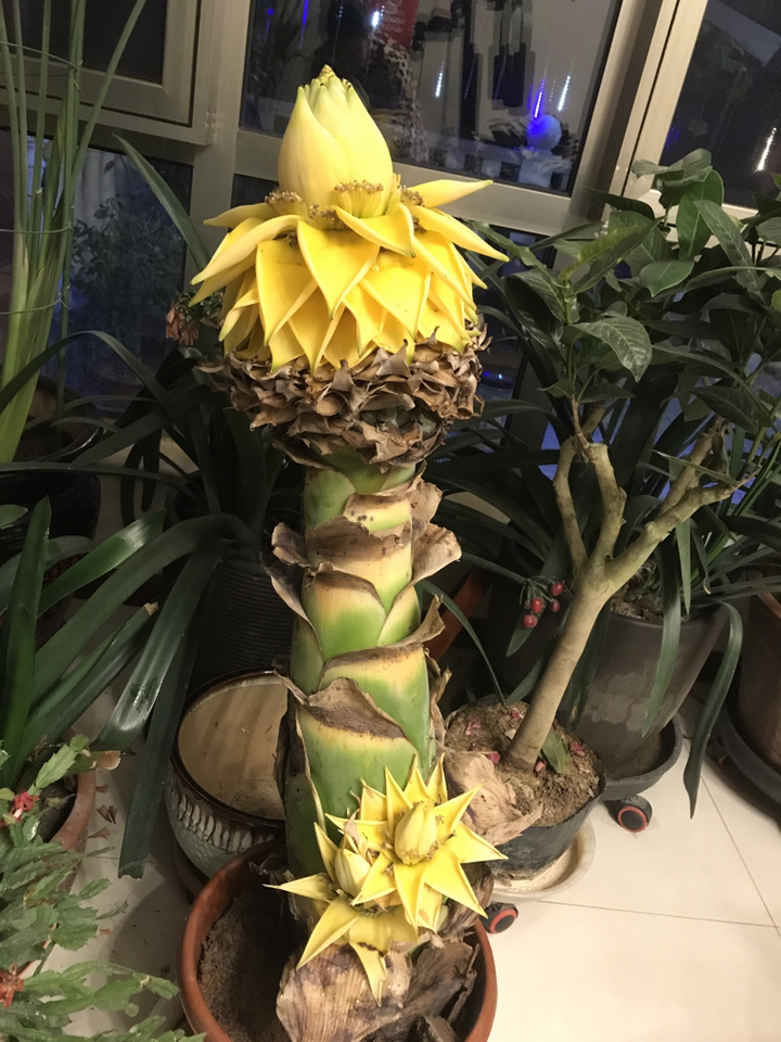 我家的地涌金莲,里边的蜜水好甜