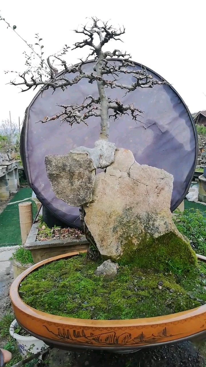 天然附石榆树盆景待嫁中…… 喜欢的朋友点点关注  评论666主页更多