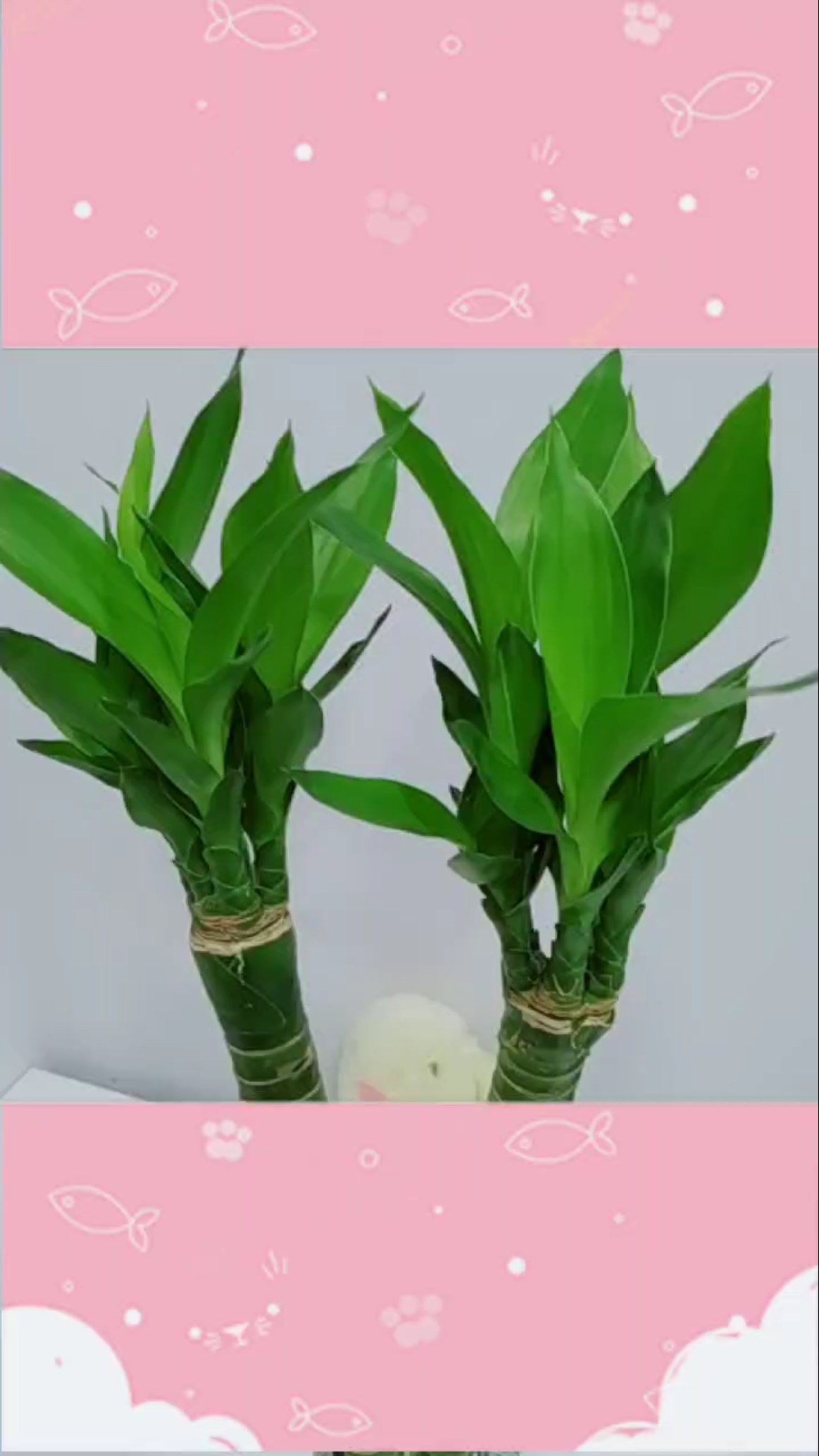 #全民特效师#多头竹