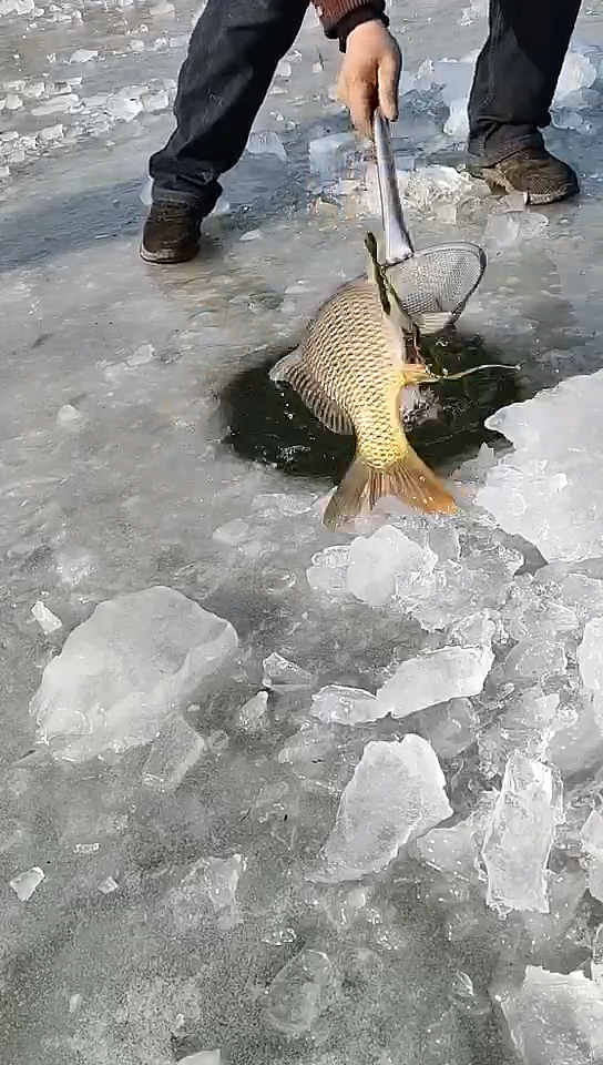 乡村生活#冰上野钓收获鲤鱼一尾!