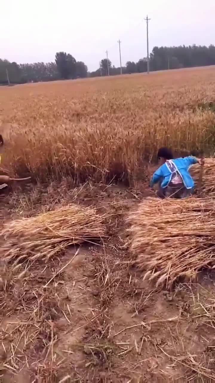 张村80年代割麦场景你还记得吗在也体会不到从麦秸剁滑下来的快乐回不