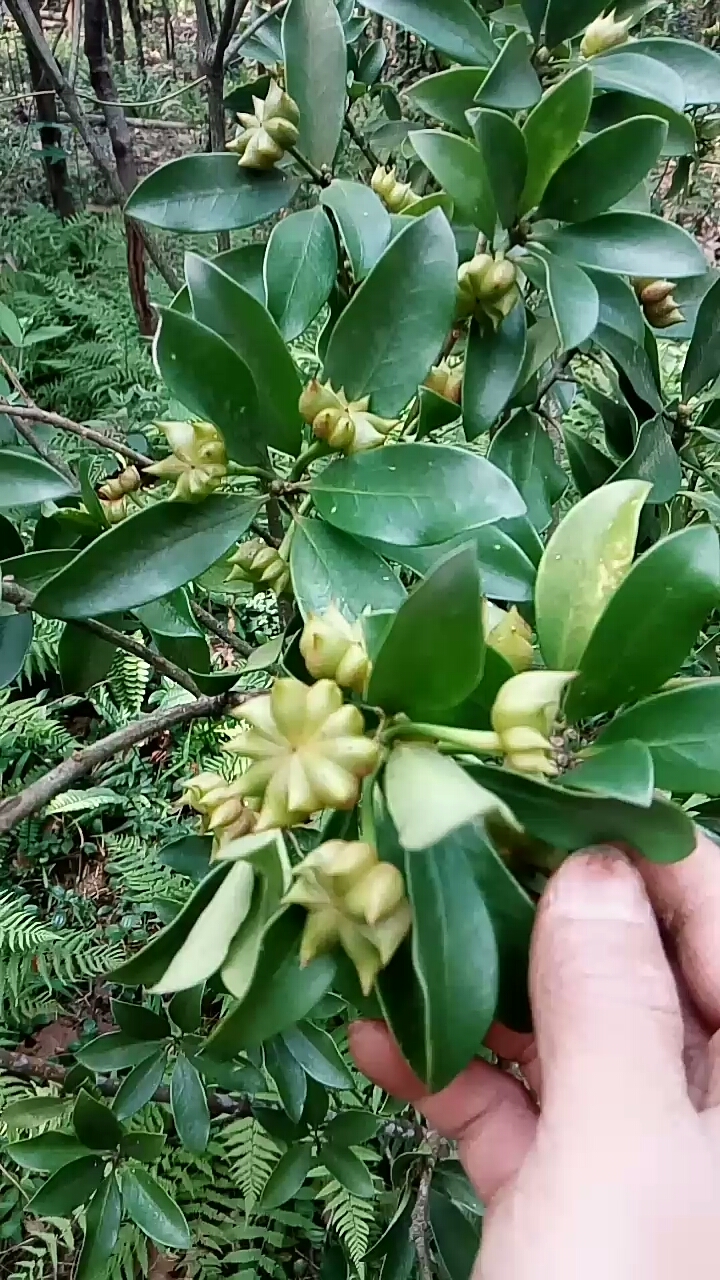 抗击疫情#疫情期间:不扎堆,不聚会……上山采摘八角.