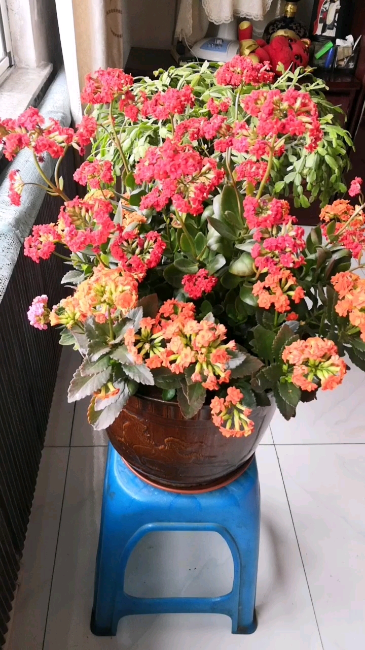 老婶养的长寿花,开的好吗