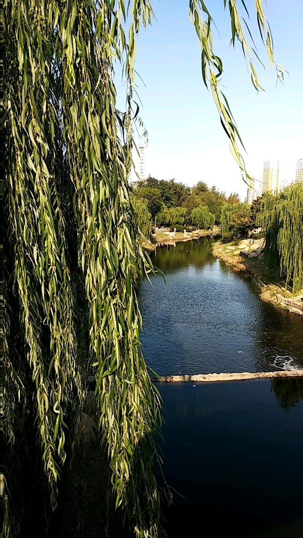 青岛海泊河公园 关注我关注全民小视频