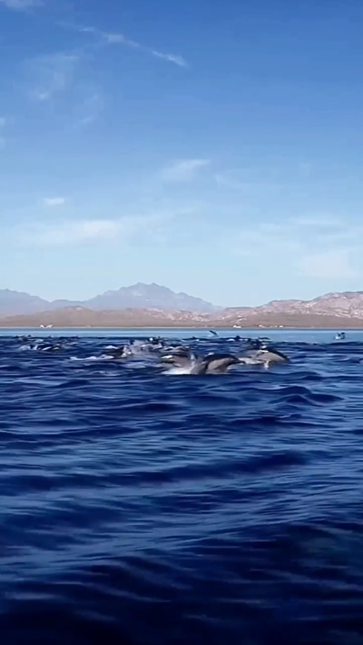 旅游进行时#虎鲸群,庞大的队伍