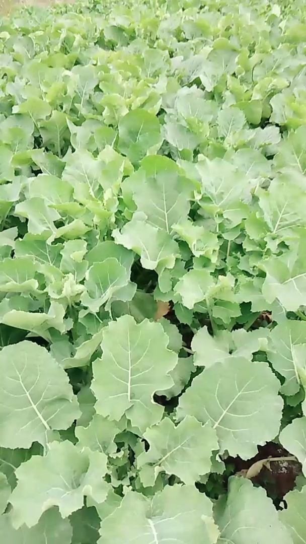 绿油油的油菜秧