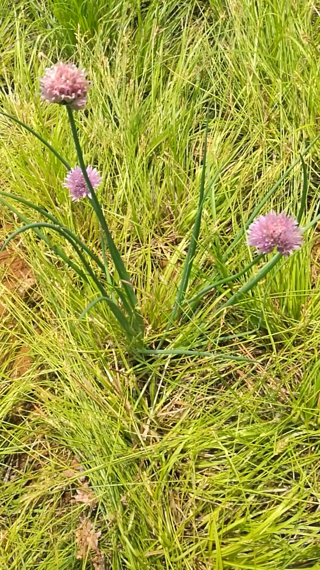 我的小花园