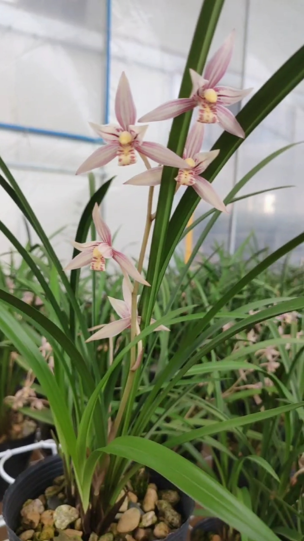 建兰红娘开花了,想看更多视频双击加关注