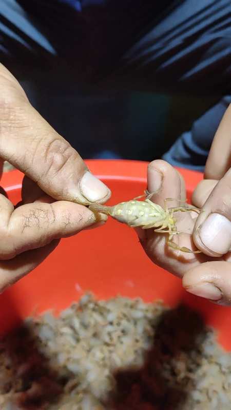 牛人真不一样,徒手抓蝎子的活一般人干不了,这胆忒大啊!