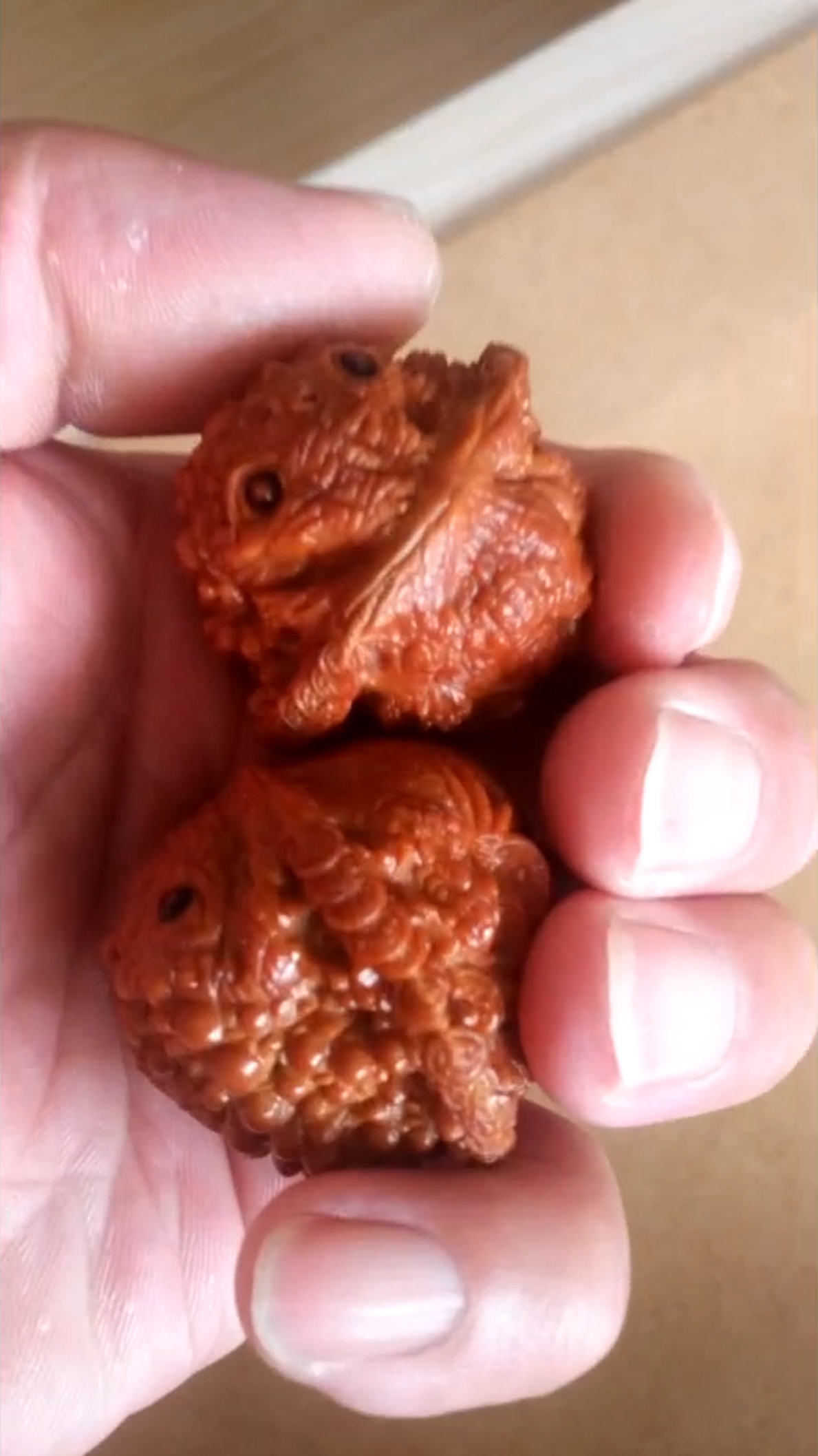 好物推荐#看老铁养了二个多月的蛤蟆头活了没有?