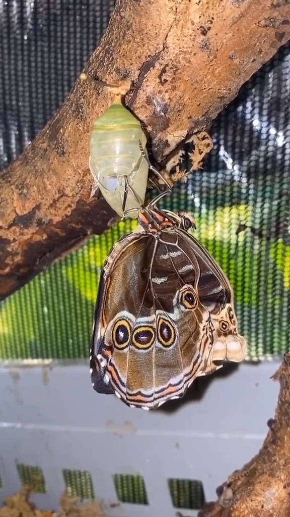 昆虫世界#月神闪蝶(morpho cisseis)完美一生经过四个阶段:卵,幼虫