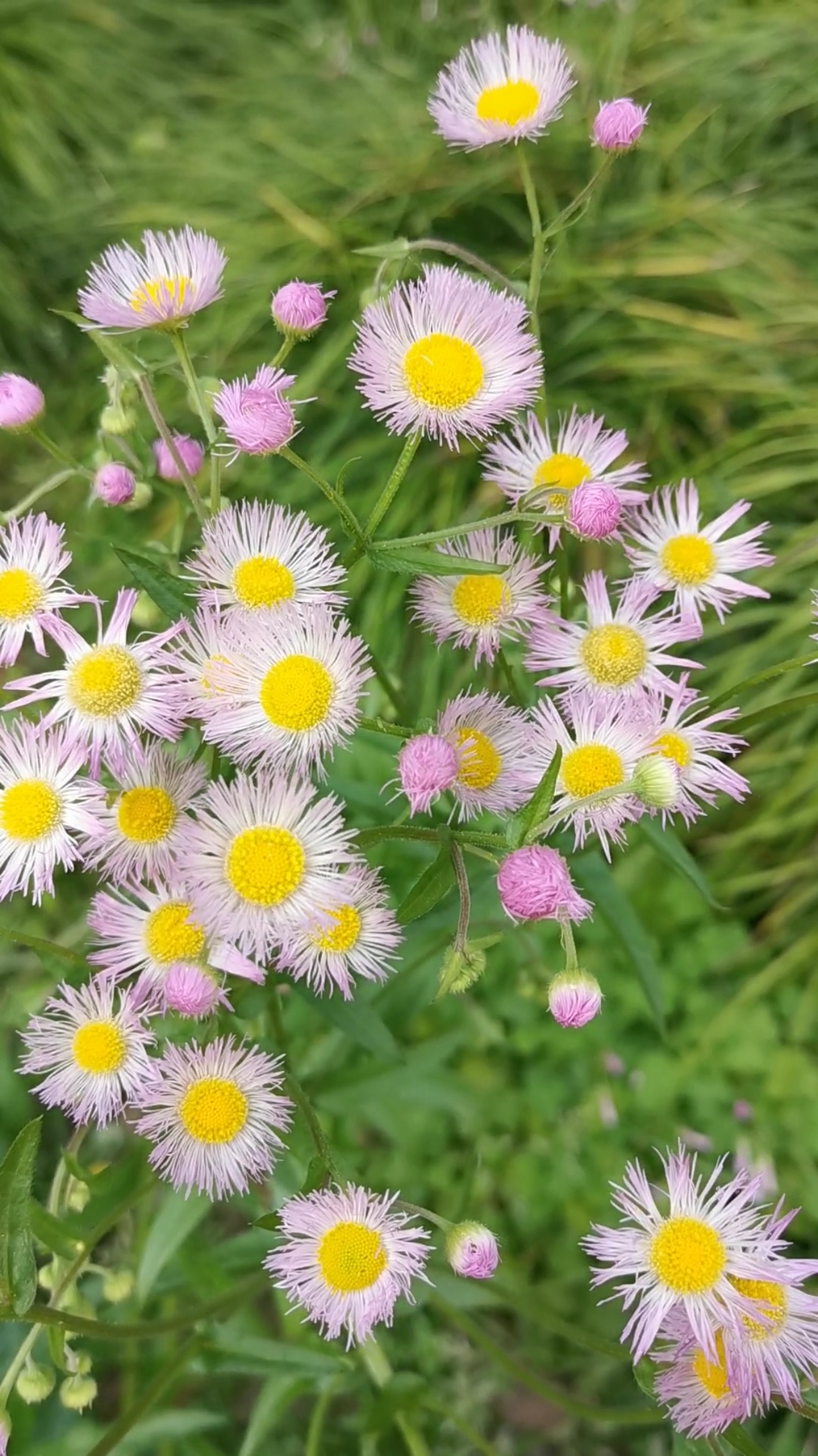 一年蓬和小雏菊长的很像!
