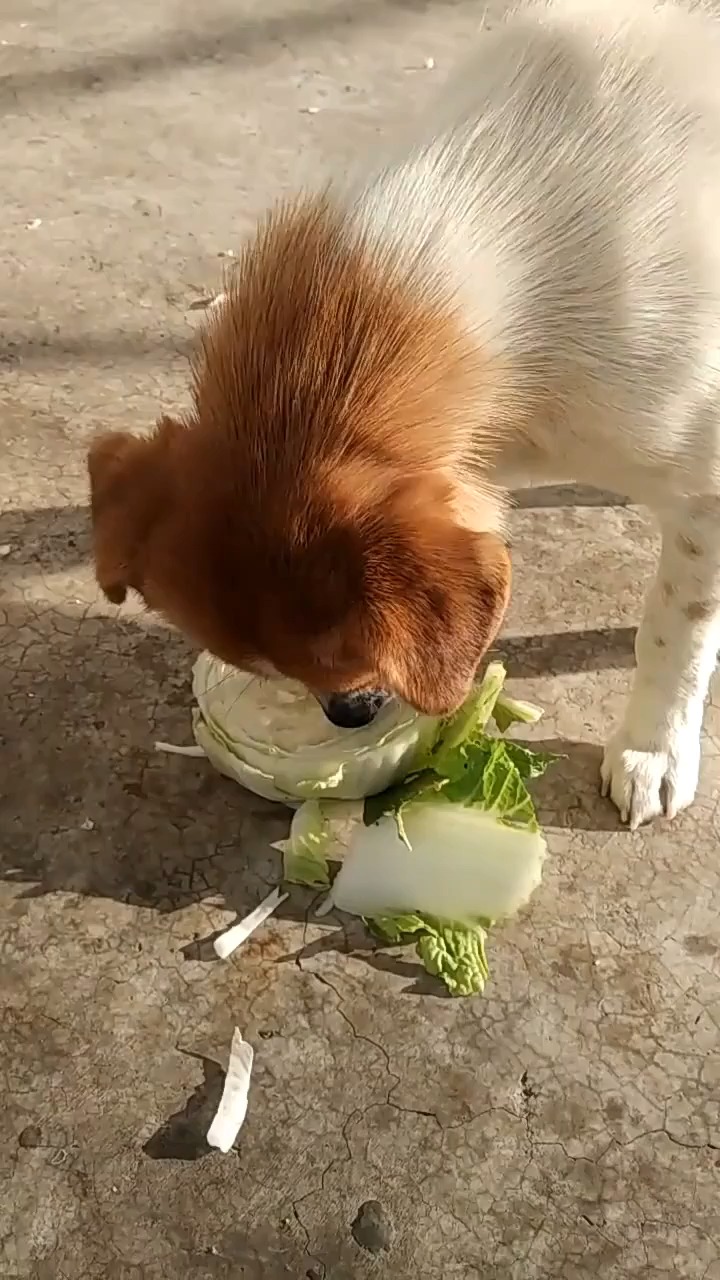 小花狗爱上吃菜,这菜是我的,别和我抢