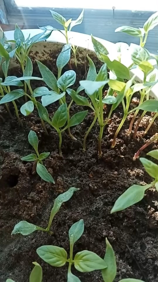 这盆菜椒的苗有点小