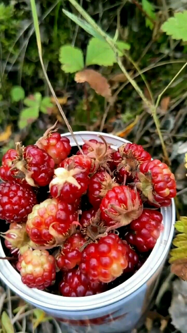 托莫果,味不错,有一股子香味.