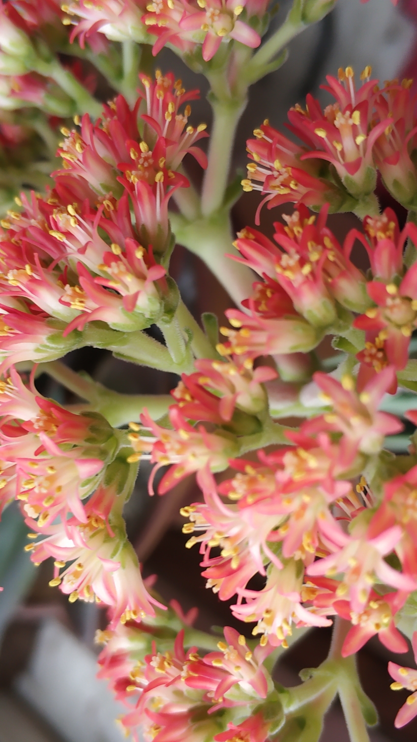 我的小花园#灿烂~神刀开花