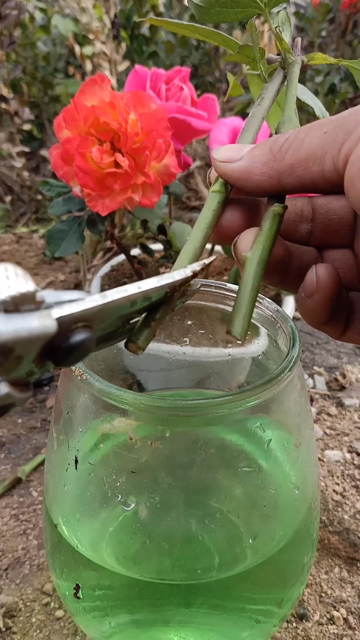 最潮劳动者#玫瑰扦插过程,生根率极高