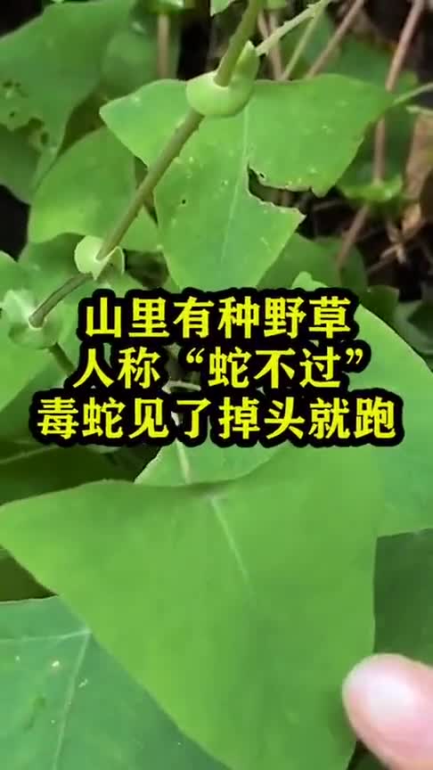 山里有种野草人称蛇不过毒蛇见了掉头就走