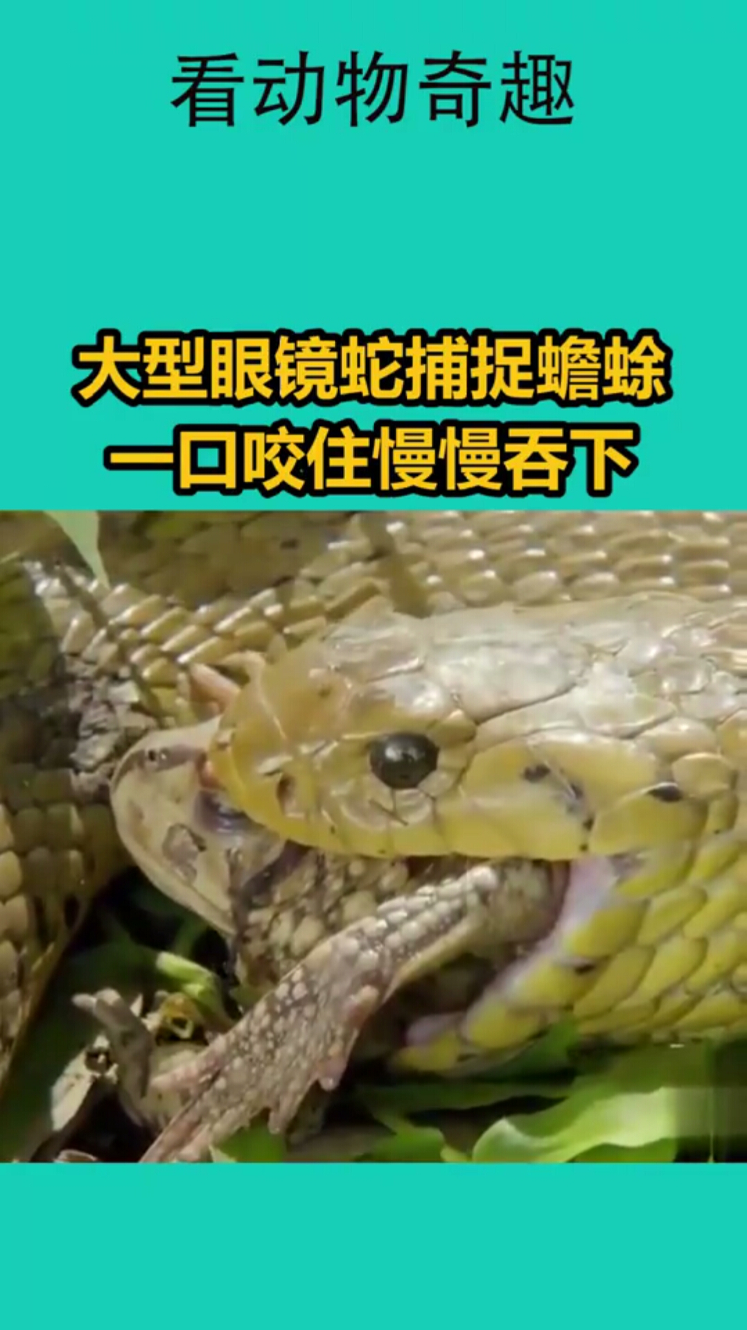 大型眼镜蛇捕捉蟾蜍一口咬住慢慢吞下