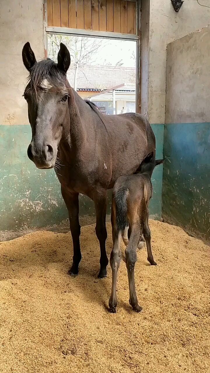 刚出生的马看起来可爱极了!家伙吃的还挺香