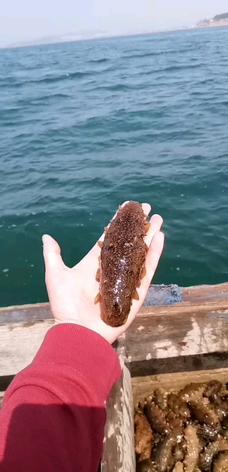 海里新捕捞海参