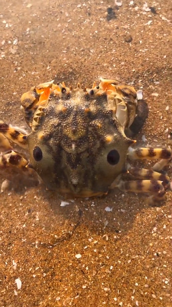 鬼面蟹,很是瘆人呀