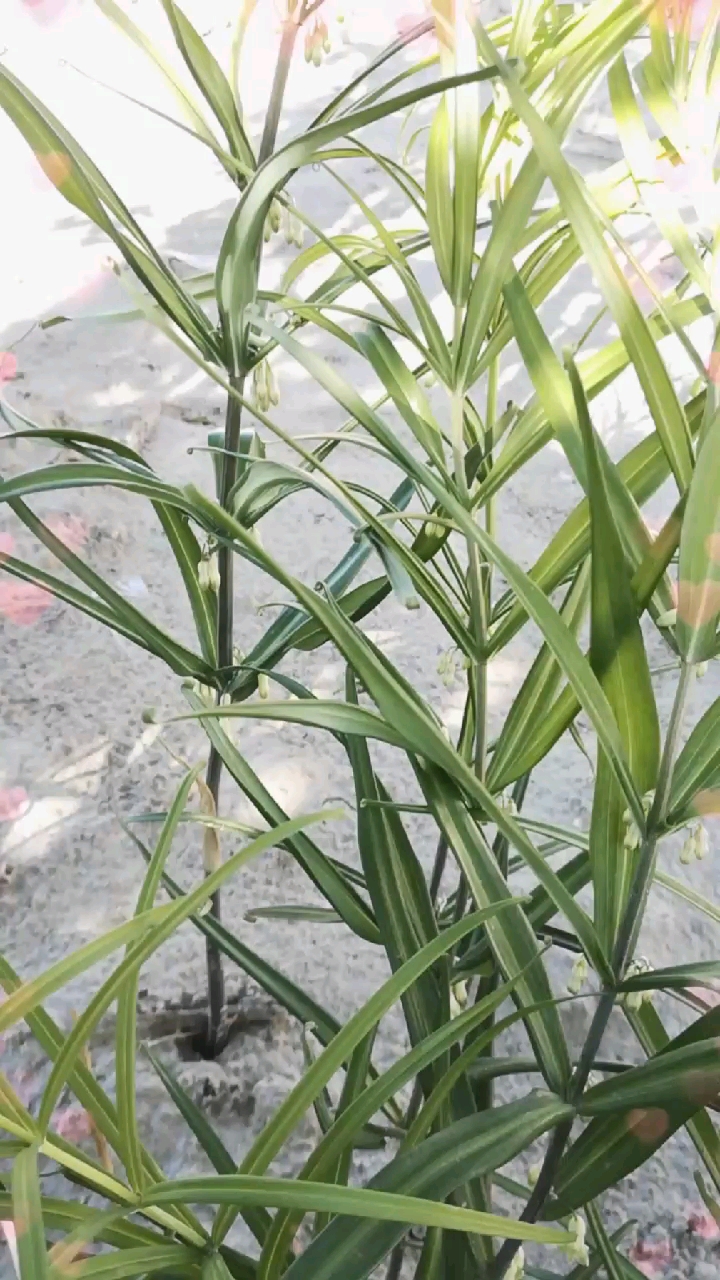 地环开花了,是一种野生的植物.