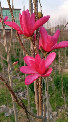 玉兰新品国旗红玉兰