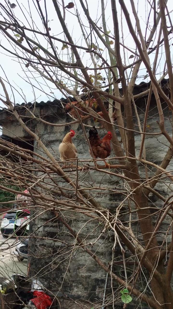 这鸡比我还厉害