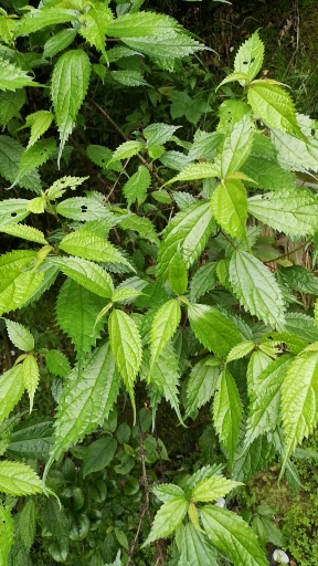 农村坡上天然树#紫麻功效清热解毒,行气活血,透疹