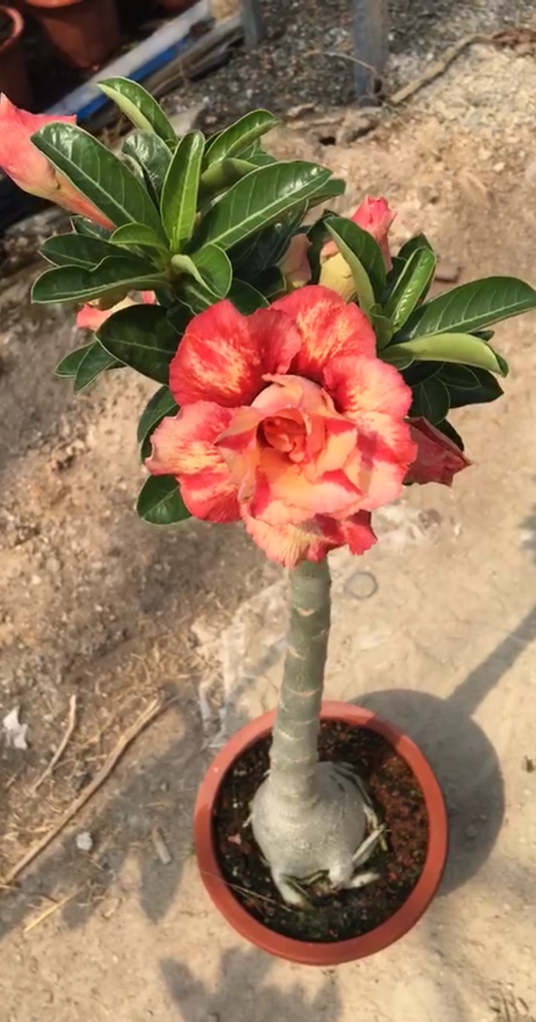 凯撒大帝#沙漠玫瑰#绿植#花卉盆栽