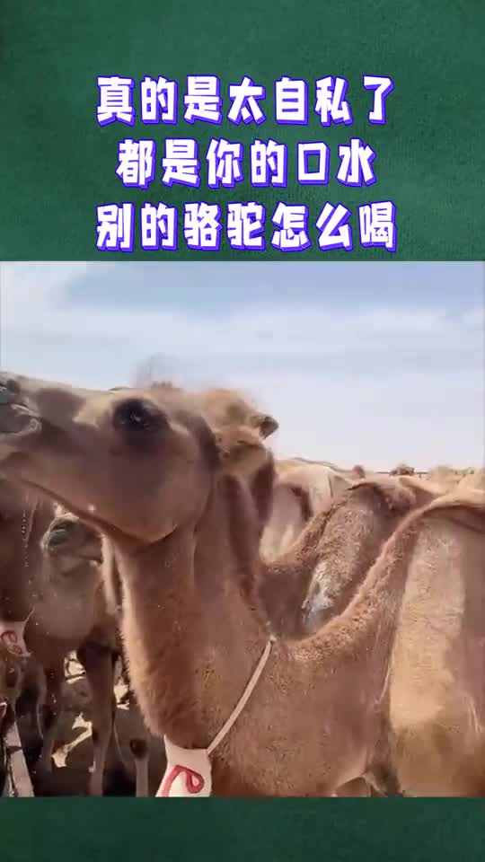 真的是太自私了都是你的口水别的骆驼怎么喝