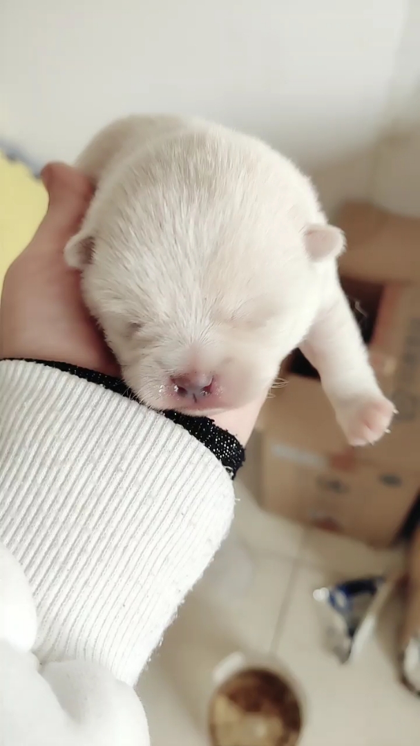 我家萌宠成精了#幸福的小狗宝宝