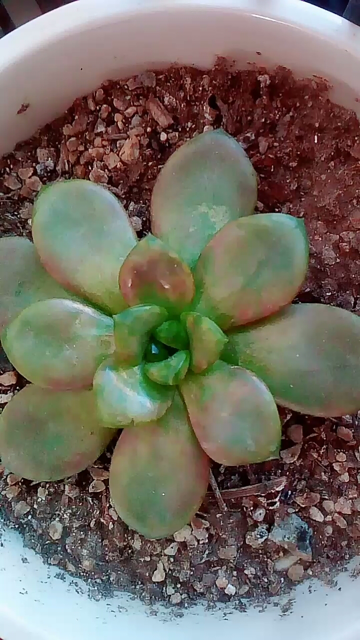 最丑葡萄