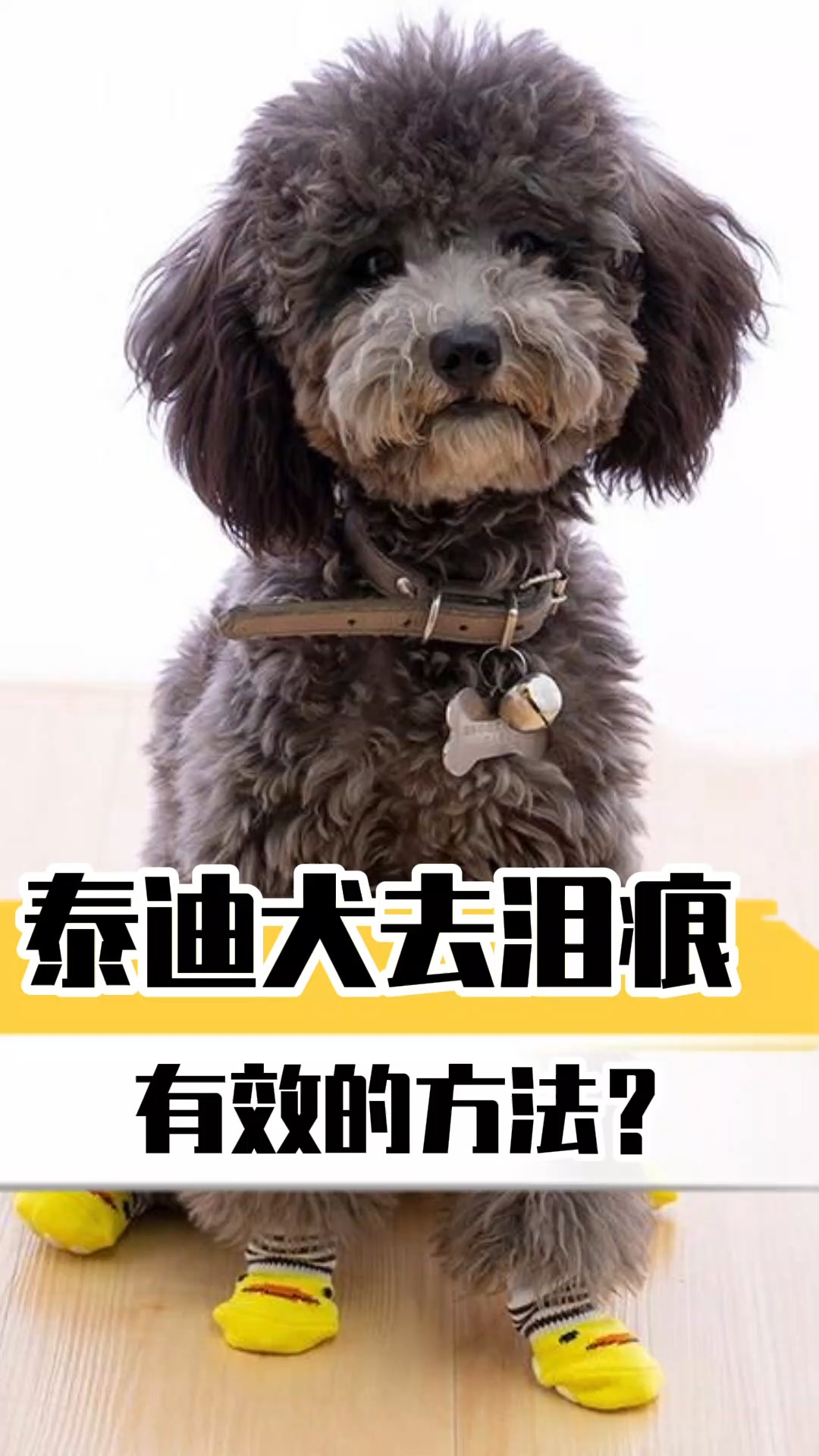 泰迪狗狗泰迪犬去泪痕有效的方法