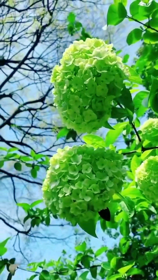 叶绿了,花也绿了