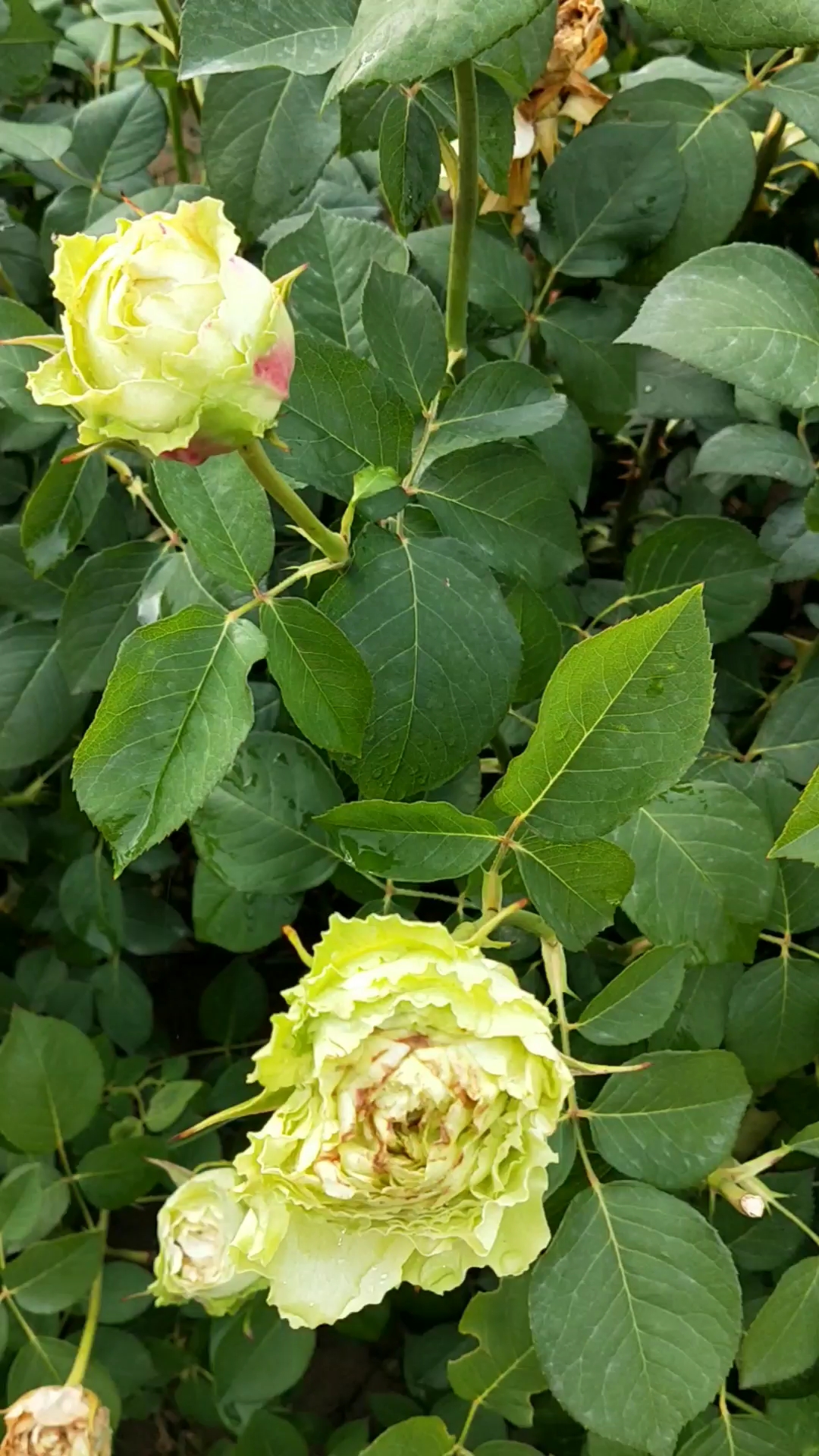 绿色的月季花也很漂亮