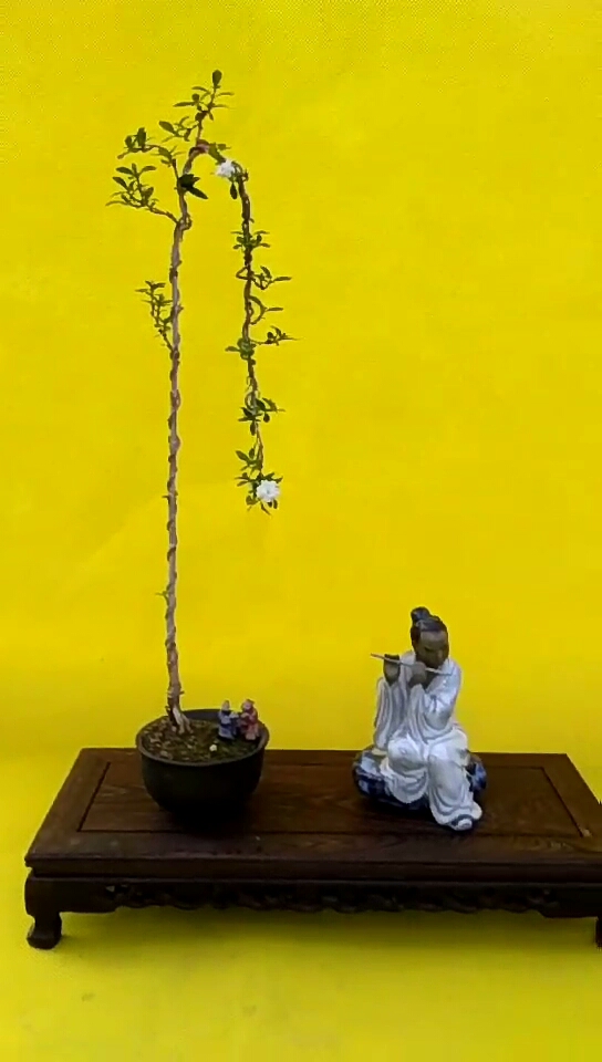 高杆文人六月雪