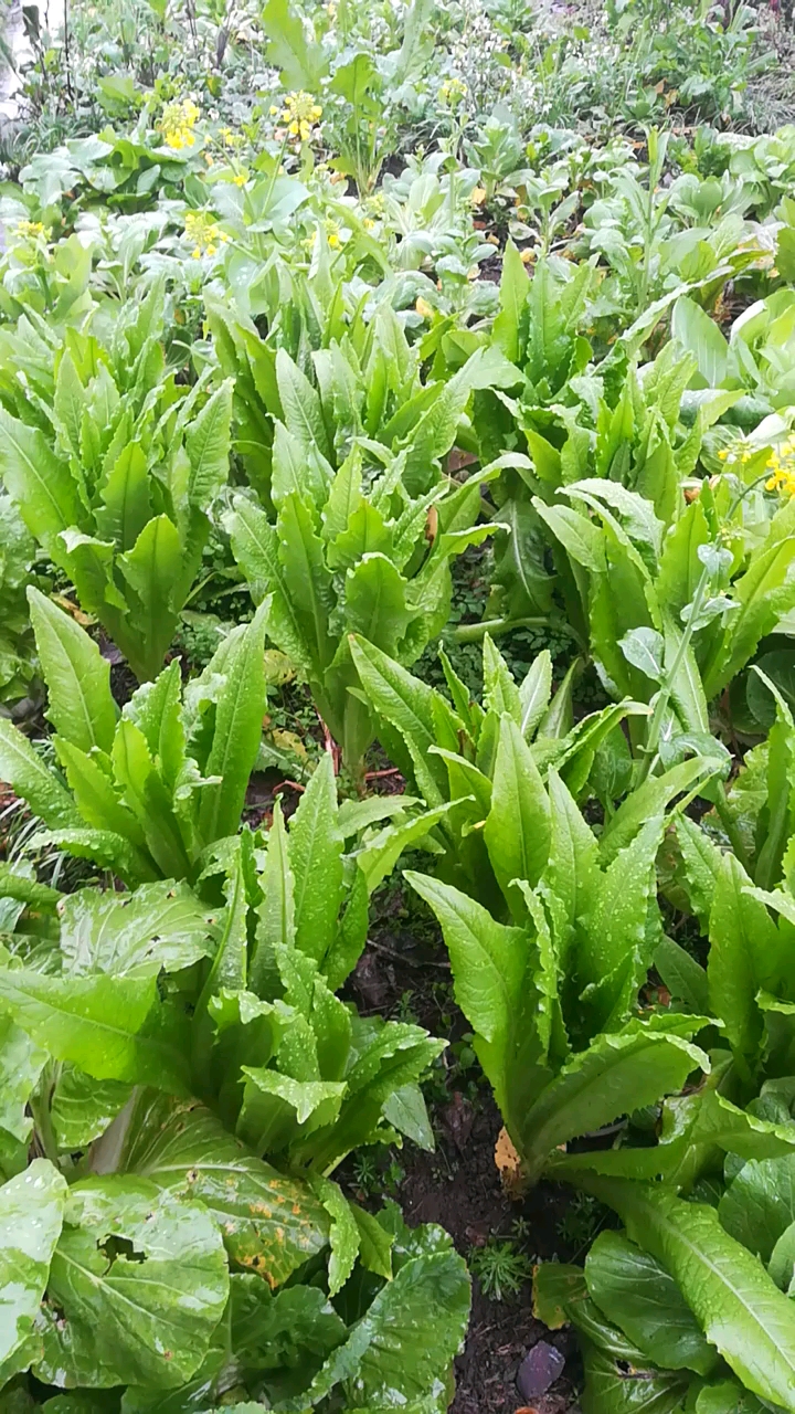 綠油油的油麥萊!