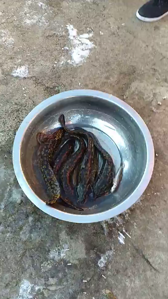 松花江的花鲶鱼