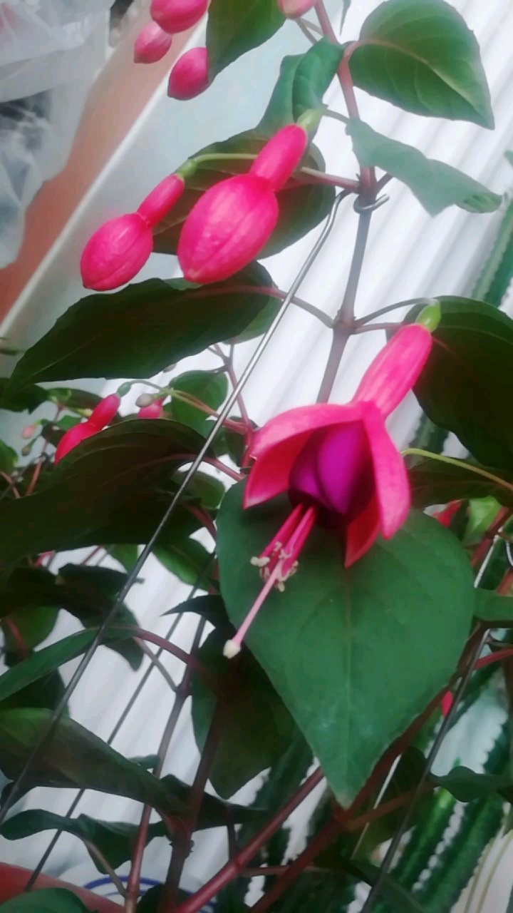 倒挂金钟开花了