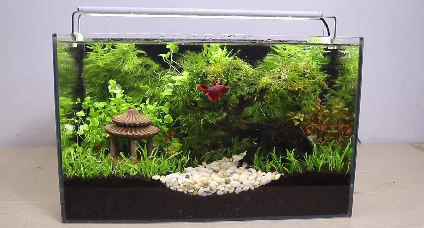 【鱼缸造景】低成本简易生态缸制作全过程