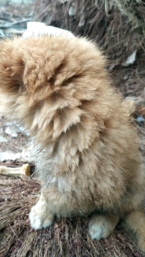 我的狗子要去找一下塞班,我只能帮忙了,谁叫它是 我家的小萌狗!