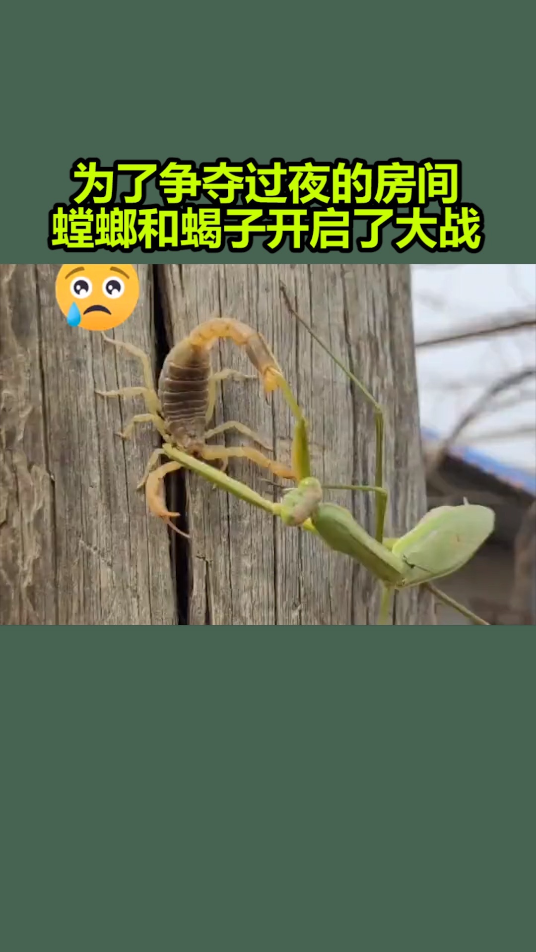 绿巨螳螂vs帝王蝎图片