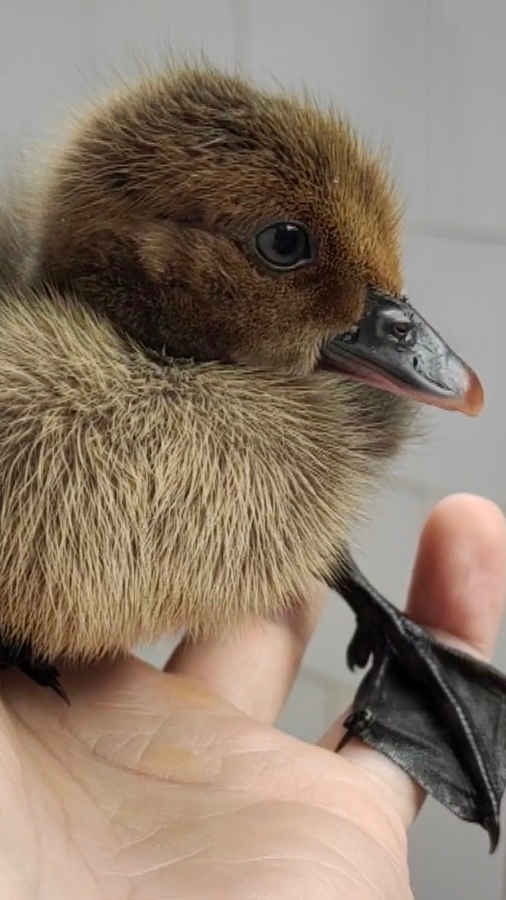 10元买了一只小黑鸭,鸭嘴和鸭掌都是黑色的,体型不大非常乖